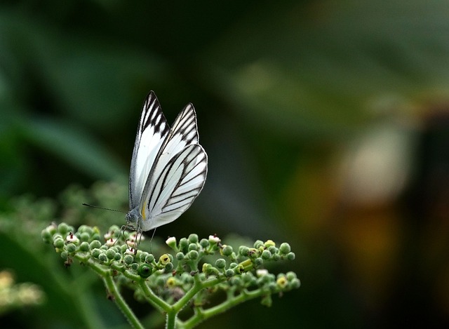 ブラジルで羽ばたく蝶